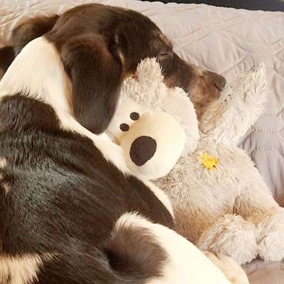 Hundetreffen-Hundetreffen/Spaziergang-Bild
