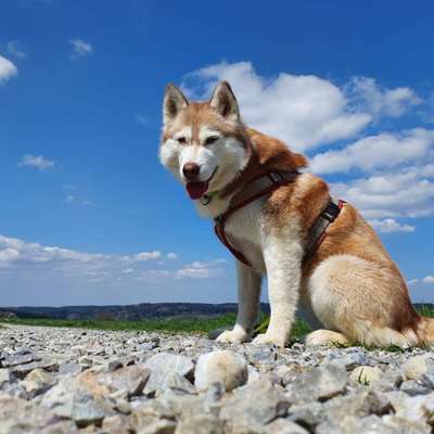 Hundetreffen-Gassi und spielen Raum willmatshofen-Bild