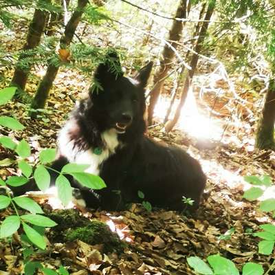 Hundetreffen-Spiel- & Tobrunde mit Bonnie 🐾-Bild