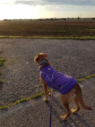 Kleidung für den Labrador?-Beitrag-Bild