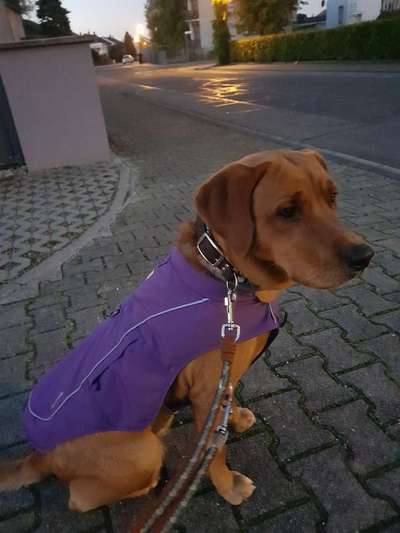 Kleidung für den Labrador?-Beitrag-Bild