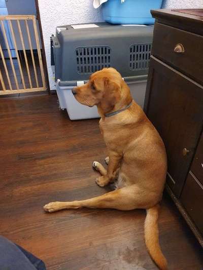 Rasseporträt Labrador-Beitrag-Bild