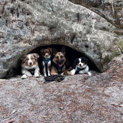 Hundetreffen-Gemeinsame Gassirunde mit spiel und Spaß im Rudel-Bild