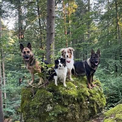 Hundetreffen-Gassirunden und Spielspaß-Bild