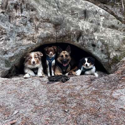 Hundetreffen-Gassirunden und Spielspaß-Bild