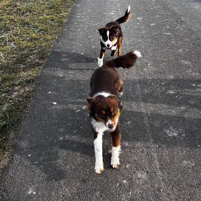 Hundetreffen-Junghunde treffen gemeinsam Spazieren gehen-Bild