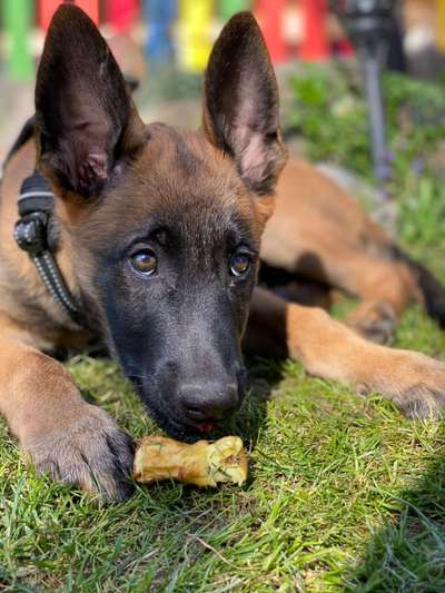 Zeigt mal die schönsten Bilder von euren Hunden !-Beitrag-Bild