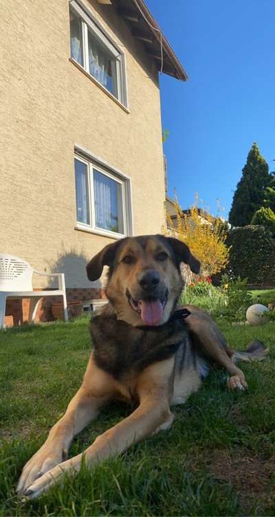 Die Dogorama Monats Challenge "Es grünt und blüht"-Beitrag-Bild