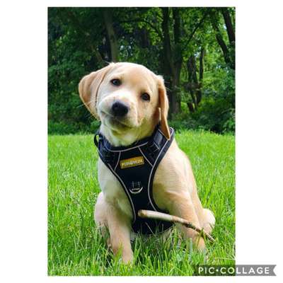 Welpen Bilder !-Beitrag-Bild