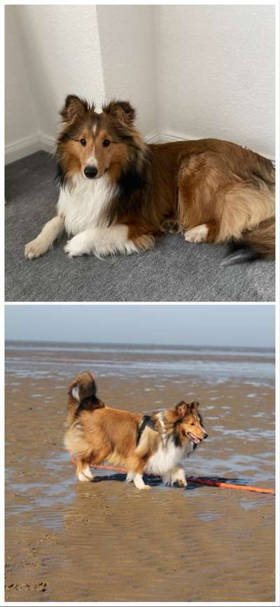 Shelties-Beitrag-Bild