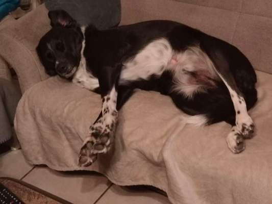 Wie kamst du zu deinem Hund?-Beitrag-Bild