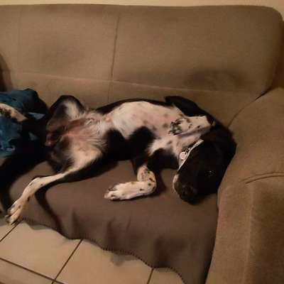 Bauchi kraulen?-Beitrag-Bild