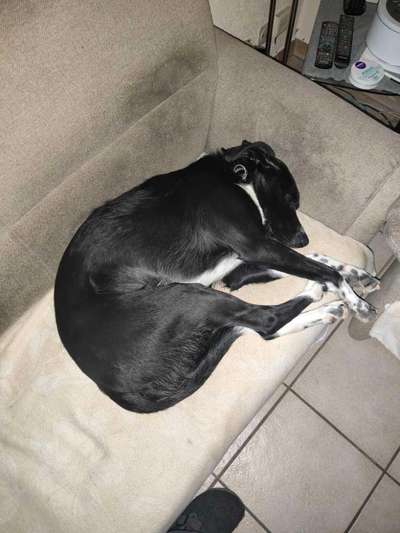 TierschutzhundeStammtisch🐕-Beitrag-Bild