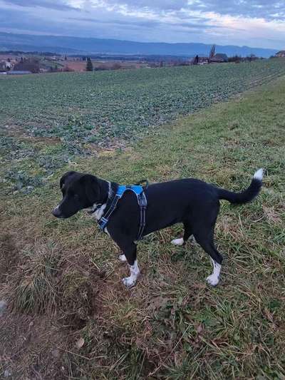 Pointerliebhaber-Beitrag-Bild