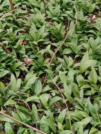 Die besten Gassifunde-Beitrag-Bild