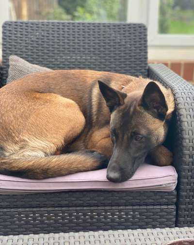 Malinois-Beitrag-Bild