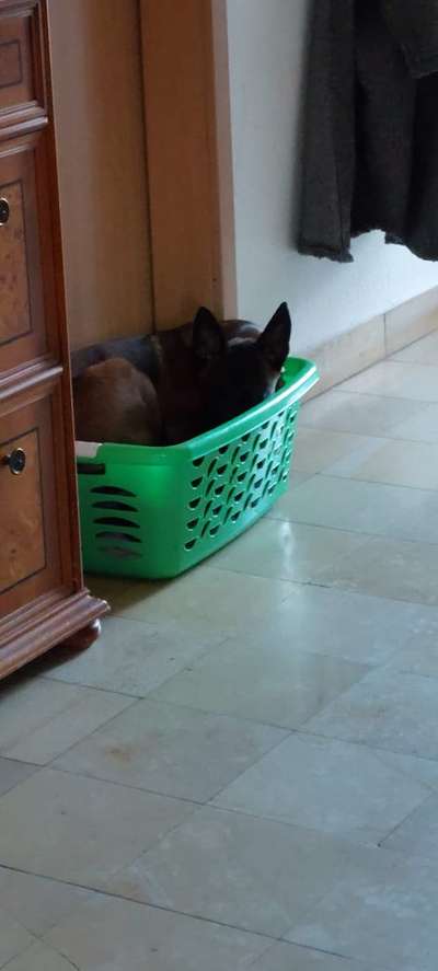 Lustigsten Bilder-Beitrag-Bild