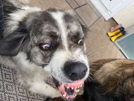 Fotowettbewerb ,,mein gruseliger Hund"-Beitrag-Bild