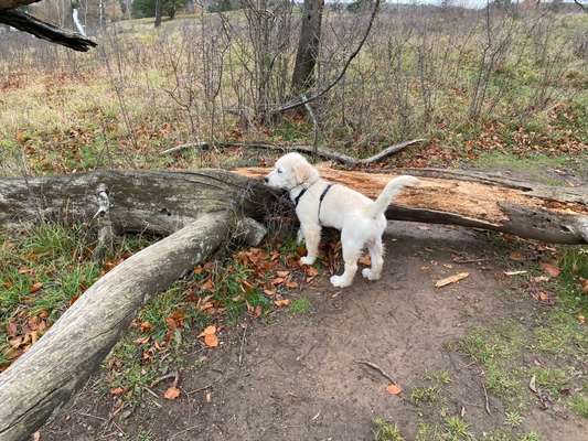 Welpen Bilder !-Beitrag-Bild