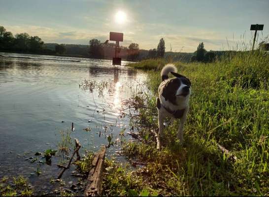 Die Dogorama Wochen Challenge-Beitrag-Bild