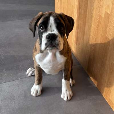 Hundetreffen-Welpentreffen in Wolfsburg