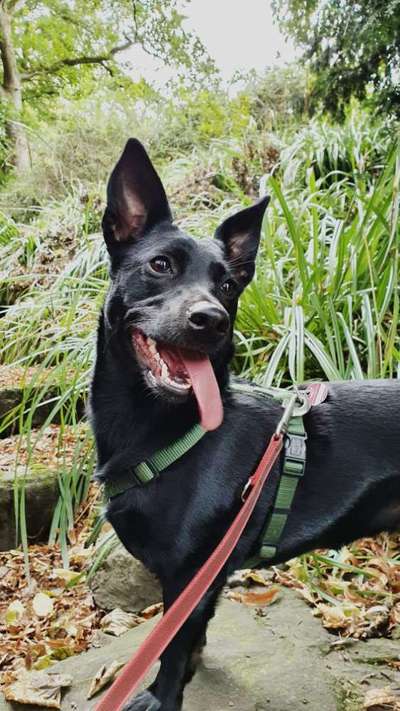 Mischlingshunde Foto Aufruf-Beitrag-Bild