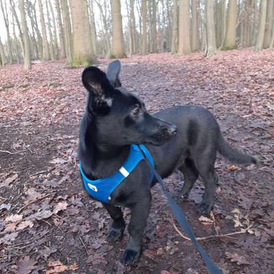 Mischlingshunde Foto Aufruf-Beitrag-Bild