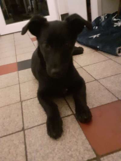 Welpen Bilder !-Beitrag-Bild