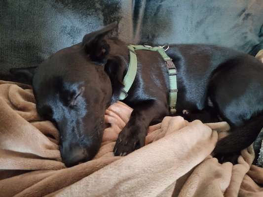 Mischlingshunde Foto Aufruf-Beitrag-Bild