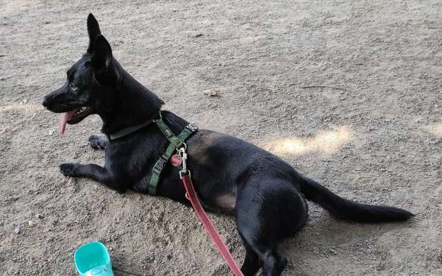 Mischlingshunde Foto Aufruf-Beitrag-Bild