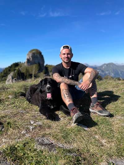 Hundetreffen-Zusammen spazieren gehen-Bild