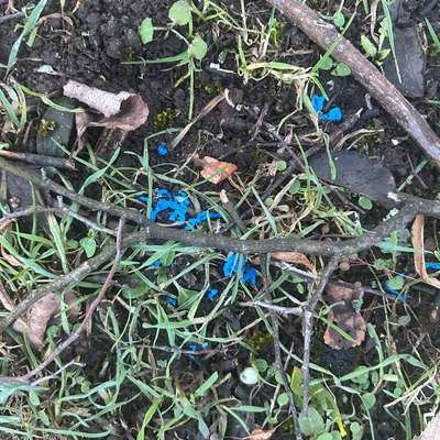 Giftköder-Eventuell Rattengift?-Bild