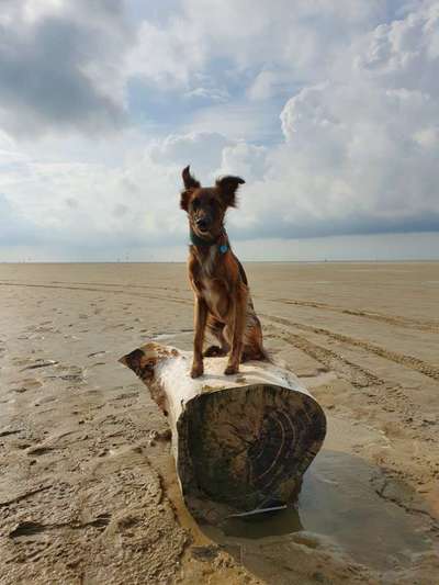 Windhunde - Treffen der besonderen Schönheiten
HERZLICH WILLKOMMEN-Beitrag-Bild