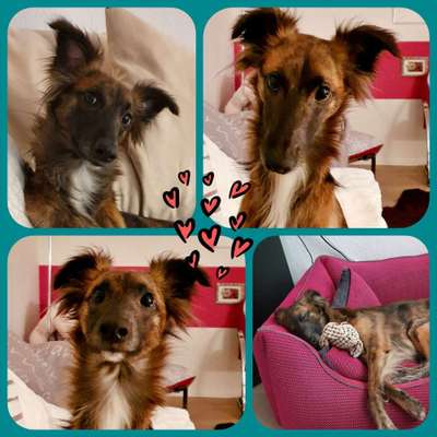 Windhunde - Treffen der besonderen Schönheiten
HERZLICH WILLKOMMEN-Beitrag-Bild