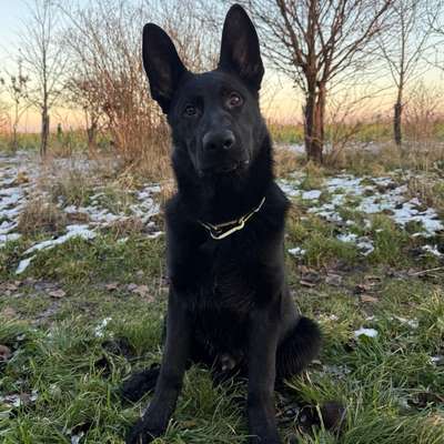 Hundetreffen-Welpentreffen aber auch gerne mit älteren Hunden-Bild