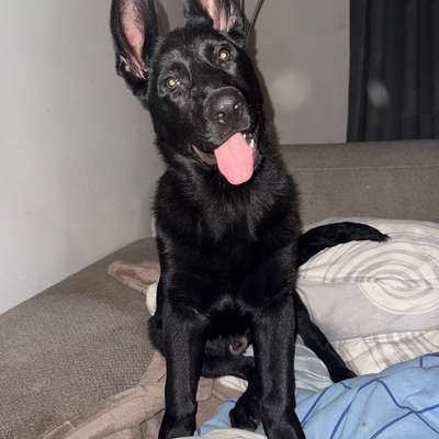 Hundetreffen-Welpentreffen aber auch gerne mit älteren Hunden-Bild