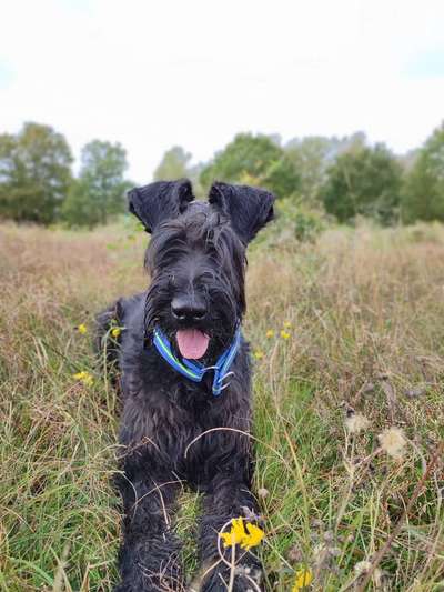 Wo sind die Riesenschnauzer?-Beitrag-Bild