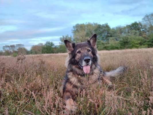 Deutsche Schäferhunde, Belgische Schäferhunde.-Beitrag-Bild