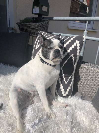 Boston Terrier Liebhaber❤️-Beitrag-Bild