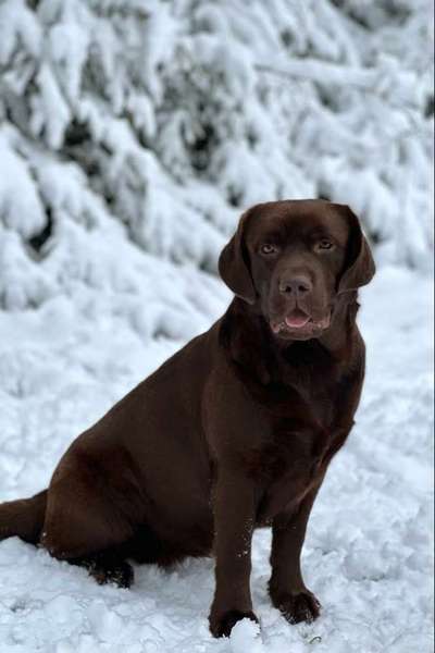 Assistenzhund-Beitrag-Bild