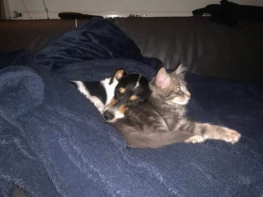 aktuelles Foto Gruppe Katzen & Hunde Freunde