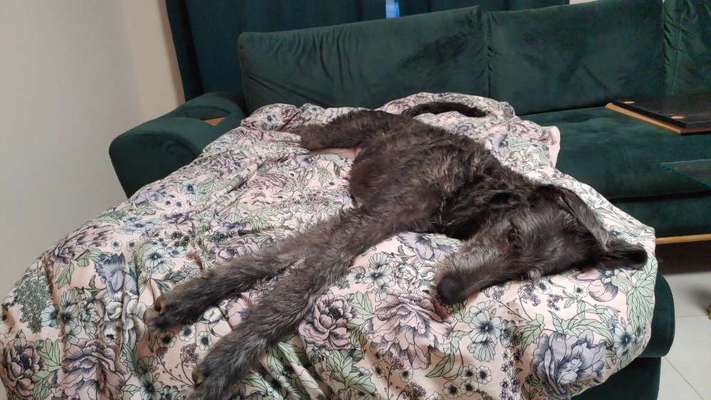 Windhunde - Treffen der besonderen Schönheiten
HERZLICH WILLKOMMEN-Beitrag-Bild