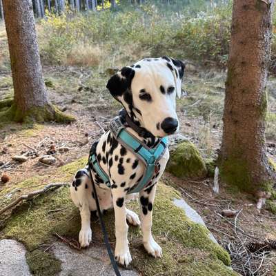 Hundetreffen-Spieletreffen Junghund-Bild