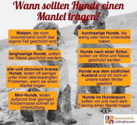 Hunde ohne Unterwolle-Beitrag-Bild