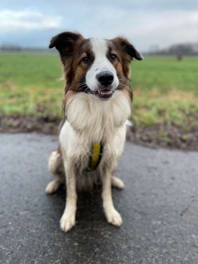 Hundetreffen-Spielgefährten gesucht-Bild