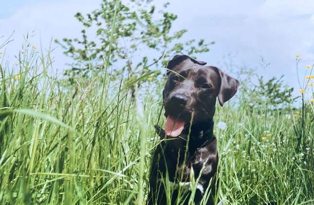 Hundetreffen-Welpen/junghund Treffen-Bild