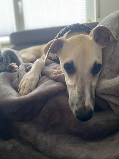 Windhunde - Treffen der besonderen Schönheiten
HERZLICH WILLKOMMEN-Beitrag-Bild