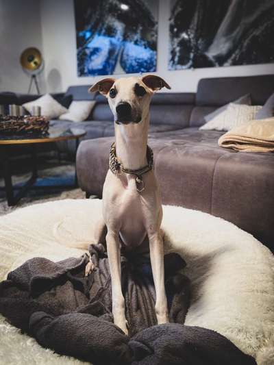 Windhunde - Treffen der besonderen Schönheiten
HERZLICH WILLKOMMEN-Beitrag-Bild