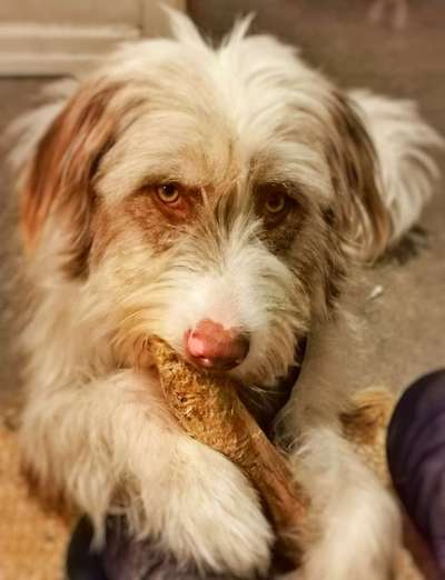 Podencomischling oder Podenco-Beitrag-Bild