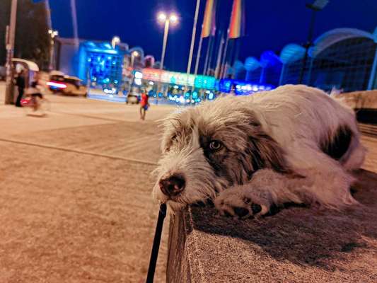 Herdenschutzhunde und Herdi-Mixe-Beitrag-Bild